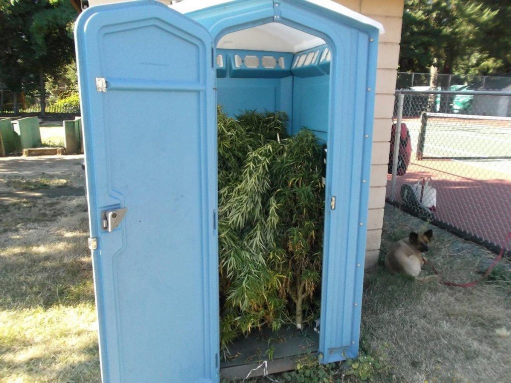 Huge Pot Stash Discovered In Porta-Potty